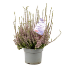 Calluna Garden Girls® 'Herbstlavendel' Pot 12cm